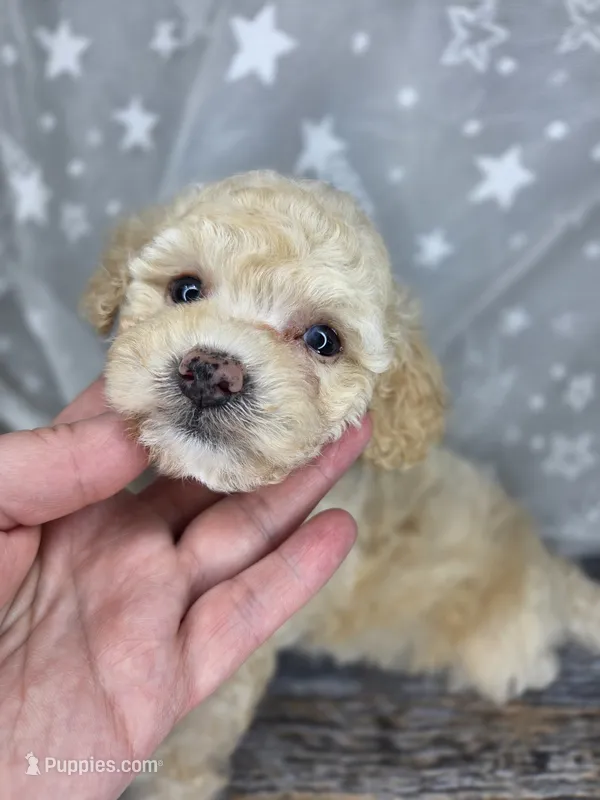 Mochi – Poodle - Toy , Poodle - Miniature  puppy for sale in West Sacramento, CA