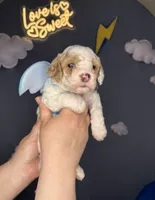Kinder, a male Poodle - Miniature  for sale in West Sacramento, CA – 3 of 7