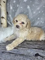 Mochi, a female Poodle - Toy  and Poodle - Miniature  for sale in West Sacramento, CA – 2 of 8