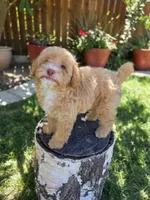 Honey, a female Poodle - Miniature  for sale in West Sacramento, CA – 7 of 8