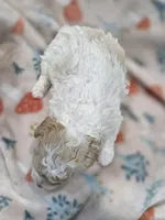 Sugar, a female Poodle - Toy  for sale in West Sacramento, CA – 2 of 5