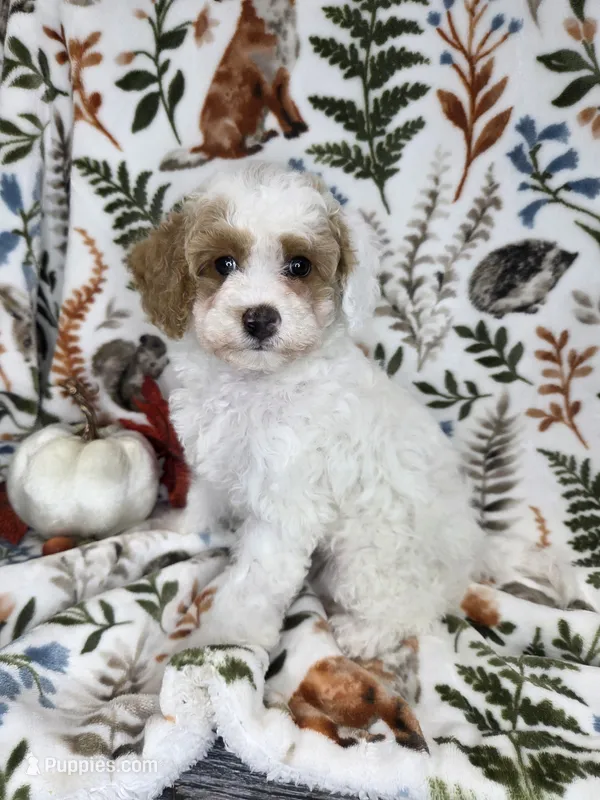 Kinder – Poodle - Miniature  puppy for sale in West Sacramento, CA