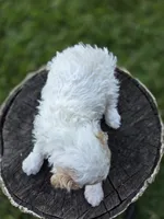 Aster, a male Poodle - Toy  for sale in West Sacramento, CA – 5 of 5