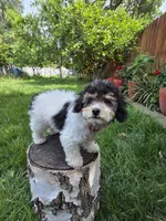 Remy, a male Poodle - Miniature  for sale in West Sacramento, CA – 9 of 10