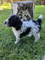 Sage, a male Poodle - Toy  for sale in West Sacramento, CA – 5 of 6