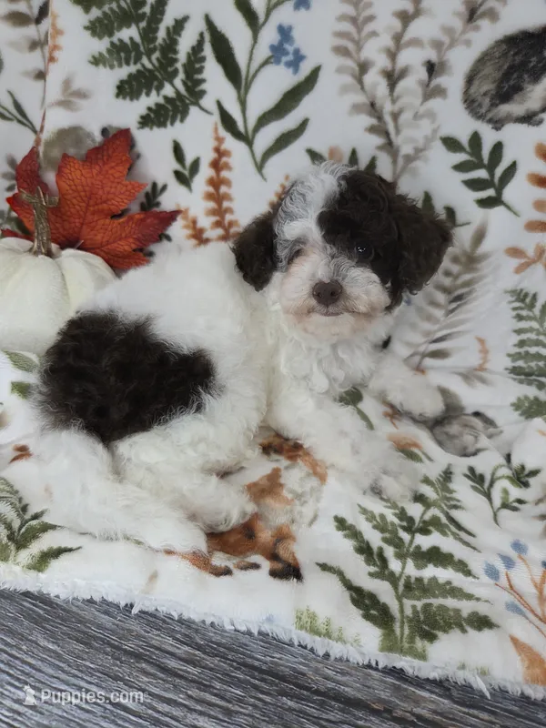 Raya -Chocolate Parti – Poodle - Toy  puppy for sale in West Sacramento, CA