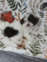 Raya -Chocolate Parti, a female Poodle - Toy  for sale in West Sacramento, CA – 6 of 8