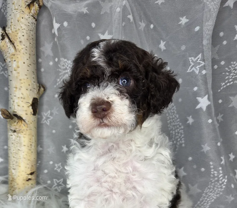 Twix – Poodle - Toy , Poodle - Miniature  puppy for sale in West Sacramento, CA
