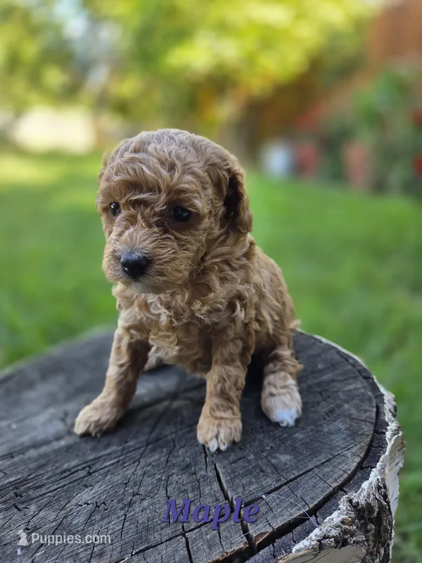 Maple – Poodle - Toy  puppy for sale in West Sacramento, CA