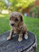 Maple, a female Poodle - Toy  for sale in West Sacramento, CA – 2 of 9