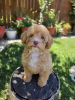 Honey, a female Poodle - Miniature  for sale in West Sacramento, CA – 1 of 8
