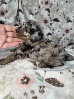 Dusty , a male Poodle - Miniature  for sale in West Sacramento, CA – 2 of 2