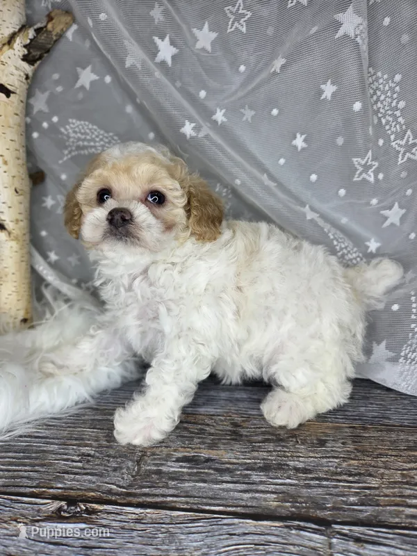 Sugar – Poodle - Toy , Poodle - Miniature  puppy for sale in West Sacramento, CA