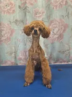 Rory, a male Poodle - Toy  for sale in West Sacramento, CA – Photo 2 of 9