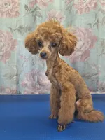 Rory, a male Poodle - Toy  for sale in West Sacramento, CA – Photo 5 of 9