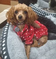 Rory, a male Poodle - Toy  for sale in West Sacramento, CA – Photo 6 of 9