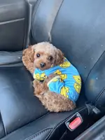 Rory, a male Poodle - Toy  for sale in West Sacramento, CA – Photo 9 of 9