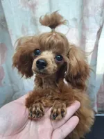 Rory, a male Poodle - Toy  for sale in West Sacramento, CA – Photo 3 of 9