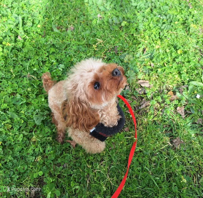 Rory – Poodle - Toy  puppy for sale in West Sacramento, CA