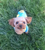 Rory, a male Poodle - Toy  for sale in West Sacramento, CA – Photo 1 of 9