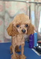 Rory, a male Poodle - Toy  for sale in West Sacramento, CA – Photo 8 of 9