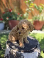 Maple, a female Poodle - Toy  and Poodle - Miniature  for sale in West Sacramento, CA – 5 of 5