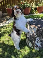Twix, a male Poodle - Miniature  for sale in West Sacramento, CA – 9 of 9