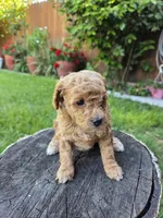 Maple, a female Poodle - Toy  for sale in West Sacramento, CA – 3 of 9