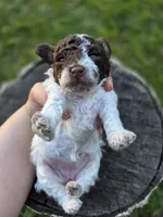 Willow, a female Poodle - Toy  for sale in West Sacramento, CA – 5 of 10