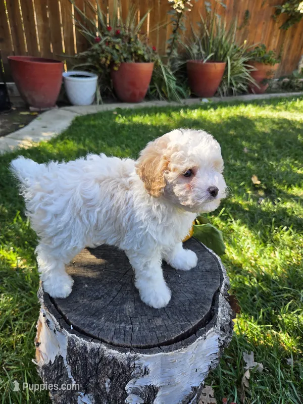 Magnus  – Poodle - Miniature  puppy for sale in West Sacramento, CA