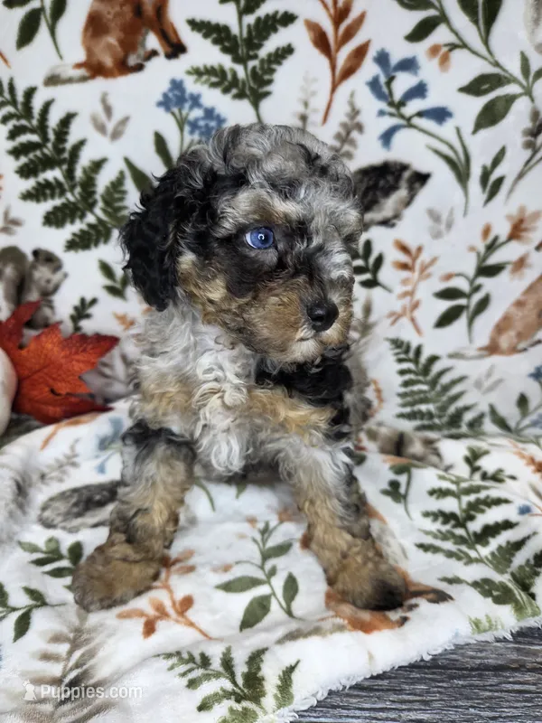 Dusty  – Poodle - Miniature  puppy on hold in West Sacramento, CA