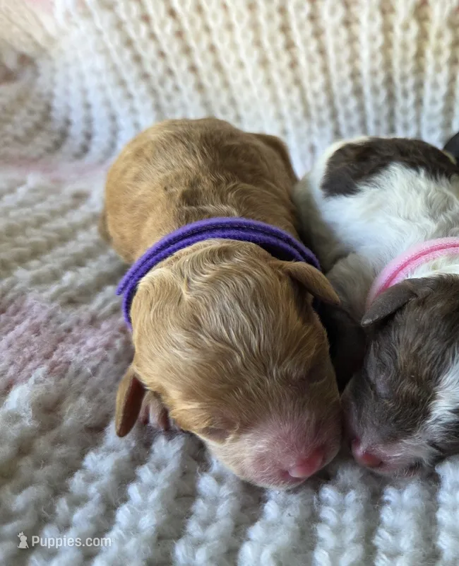 Maple – Poodle - Toy  puppy for sale in West Sacramento, CA