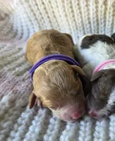Maple, a female Poodle - Toy  for sale in West Sacramento, CA – Photo 1 of 3