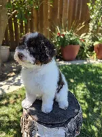 Twix, a male Poodle - Miniature  for sale in West Sacramento, CA – 2 of 9