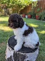Evie, a female Poodle - Miniature  for sale in West Sacramento, CA – 5 of 6