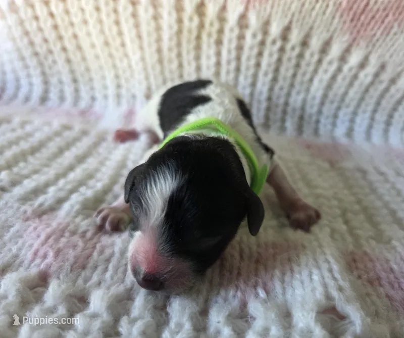 Sage – Poodle - Toy  puppy for sale in West Sacramento, CA