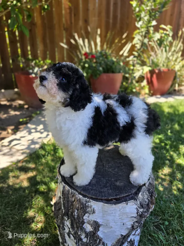 Taffy – Poodle - Miniature  puppy for sale in West Sacramento, CA