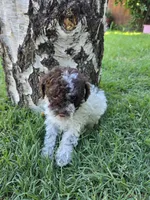 Willow, a female Poodle - Toy  for sale in West Sacramento, CA – 10 of 10