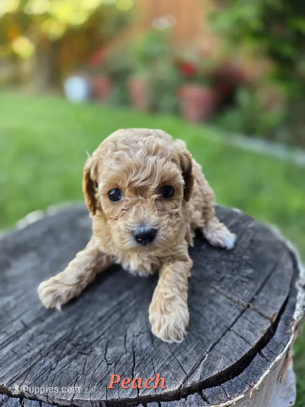 Peach – Poodle - Toy  puppy for sale in West Sacramento, CA