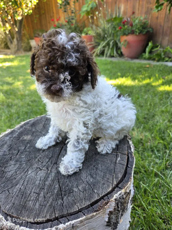 Willow – Poodle - Toy  puppy for sale in West Sacramento, CA