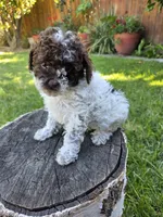 Willow, a female Poodle - Toy  for sale in West Sacramento, CA – 1 of 10