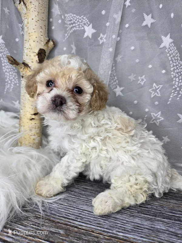 Sugar – Poodle - Toy , Poodle - Miniature  puppy for sale in West Sacramento, CA