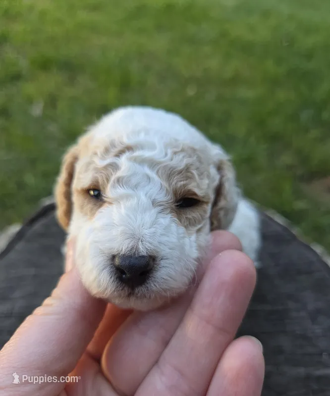 Aster – Poodle - Toy  puppy for sale in West Sacramento, CA