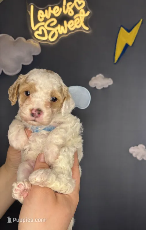 Kinder – Poodle - Miniature  puppy for sale in West Sacramento, CA
