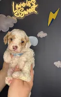 Kinder, a male Poodle - Miniature  for sale in West Sacramento, CA – 1 of 7