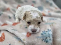 Sugar, a female Poodle - Toy  for sale in West Sacramento, CA – 4 of 5