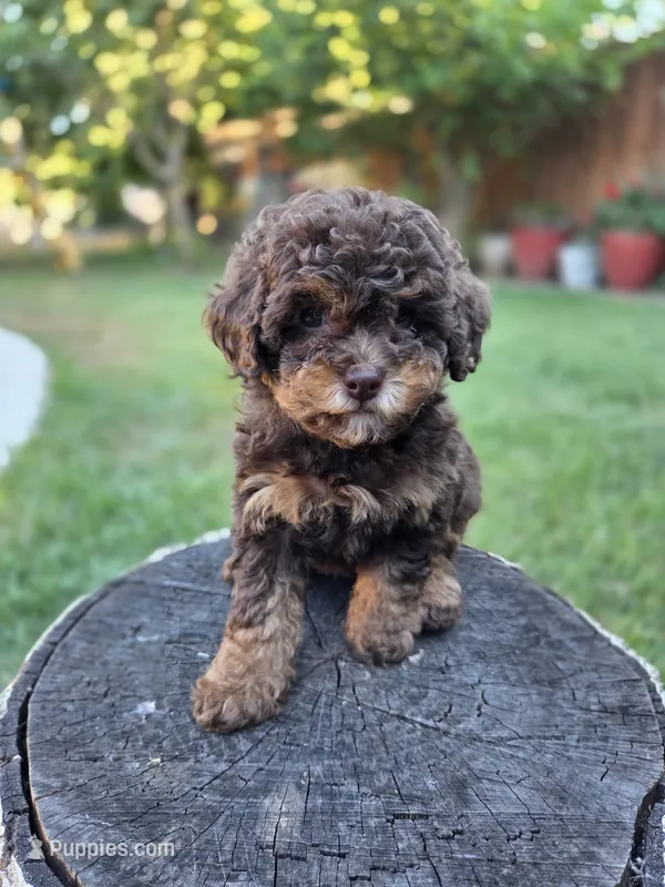 Coco – Poodle - Toy  puppy for sale in West Sacramento, CA