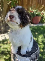 Twix, a male Poodle - Miniature  for sale in West Sacramento, CA – 4 of 9