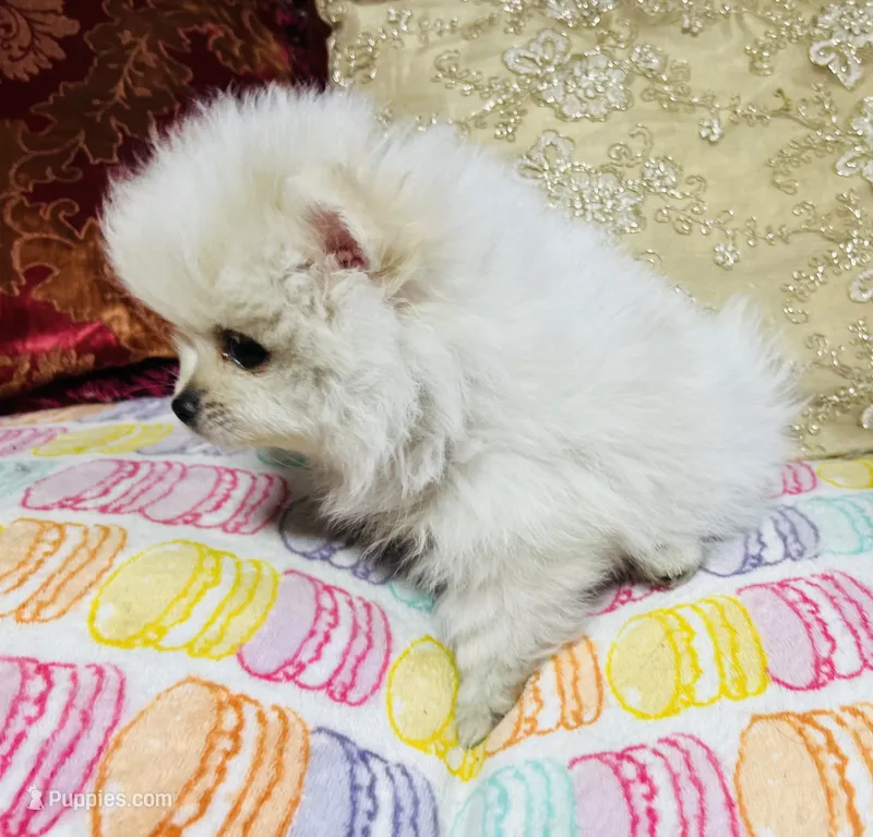 Stormy – Pomeranian puppy for sale in Phoenix, AZ