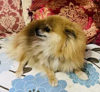 Gumdrop, a female Pomeranian for sale in Phoenix, AZ – 5 of 7